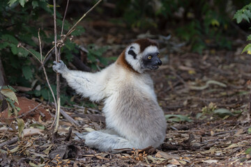White lemur © Raphael