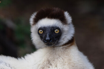 White lemur