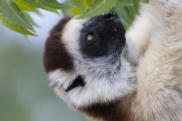 close up of a lemur