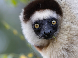 animal, tree, nature, wildlife, wild, mammal, branch, lemur, cute, white, Madagascar, portrait, eyes
