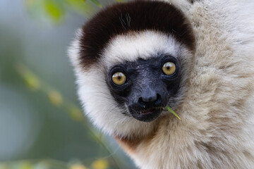 close up of a lemur