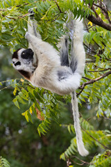 lemur on tree