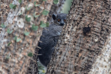 Grey mouse lemur