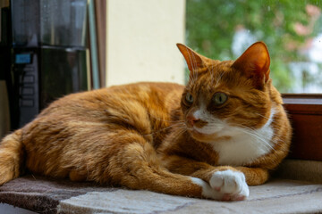Cat looking alertly