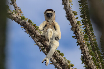 White lemur © Raphael