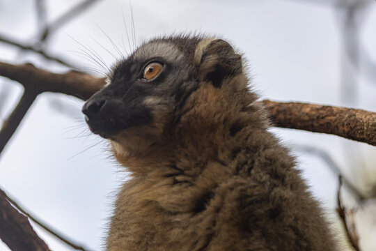 Red fronted brown lemur