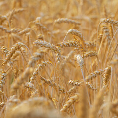 wheat field in the sunset light