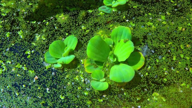 Pistia stratiotes swims among aquatic plants rootless duckweed (Wolffia arrhiza) and duckweed (Lemna turionifera)