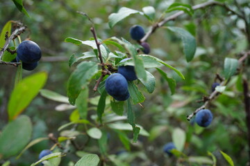 Blaue Beeren von der Schlehe mit Blättern am Strauch