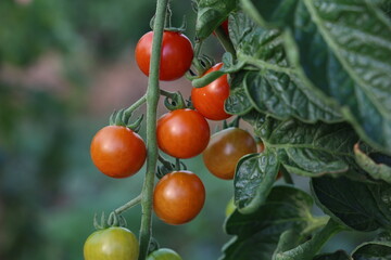 Ripe tomatoes in the garden