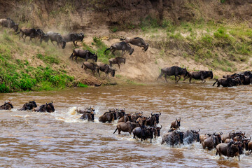 Wildebeest crossing the Mara river in Serengeti national park, Tanzania. Great migration