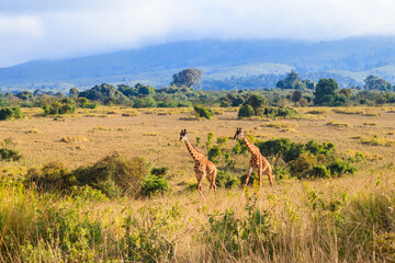 Naklejka na ściany i meble Pair of giraffes walking in Ngorongoro Conservation Area in Tanzania. Wildlife of Africa