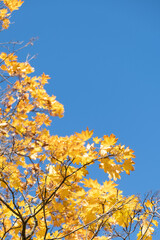 Orange yellow autumn leaves on sky background. Fall season, october, november time