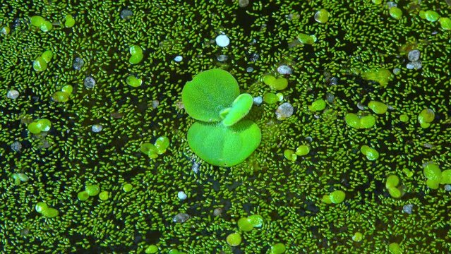 Pistia stratiotes swims among aquatic plants rootless duckweed (Wolffia arrhiza) and duckweed (Lemna turionifera)