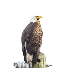 Bald eagle, Florida.