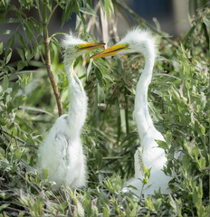 Great Egret chicks, Florida.