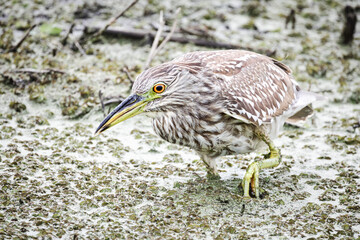 Juvenile black-crowned night heron, Florida.