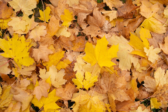 Orange yellow autumn maple leaves top view. Autumn season aesthetic natural background