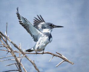 Kingfisher taking off, Stick Marsh, Florida.