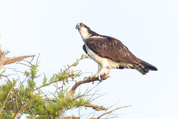 Osprey at Stick Marsh, Florida.