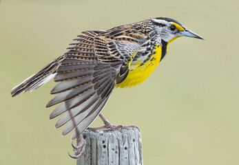 Meadowlark, Florida.