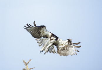 Osprey nesting at Blue Cypress Lake, Vero Beach, Florida.