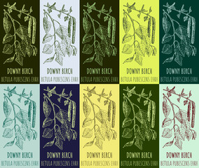 Set of vector drawing DOWNY BIRCH in various colors. Hand drawn illustration. The Latin name is BETULA PUBESCENS EHRH.