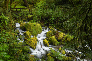 Redwood Nature trail, Siskiyou National Forest, Brookings, Oregon.