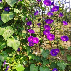 purple flowers in the garden