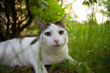 cat in the grass