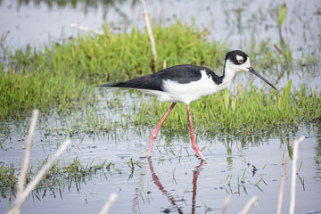 Balck-necked Stilt, Stick Marsh, Florida.