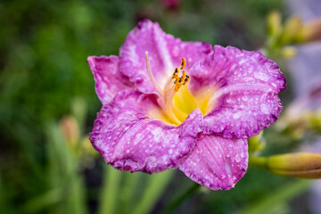 Purple flower. Purple daylily flower with dew drops