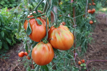 Ripe tomatoes in the garden