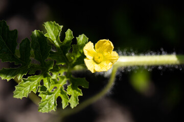 Yellow watermelon flower. Blooming watermelon berry. Close up of yellow flower