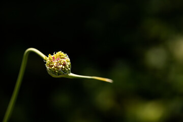 Garlic seed pod