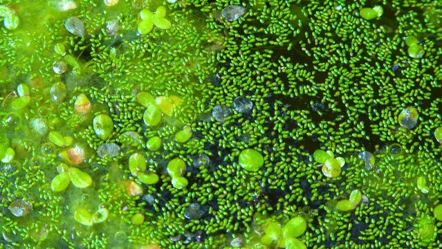 Spotless watermeal, rootless duckweed (Wolffia arrhiza) and duckweed (Lemna turionifera) in a stagnant freshwater pond