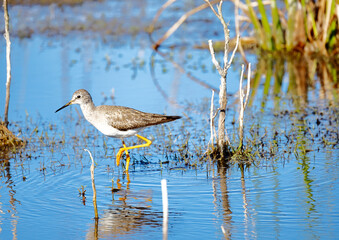Greater Yellow Legs, Stick Marsh, Florida.