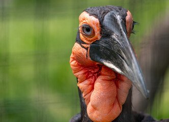 close up of a head of a bird © Susan