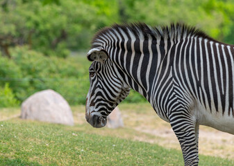 Fototapeta na wymiar zebra on grass
