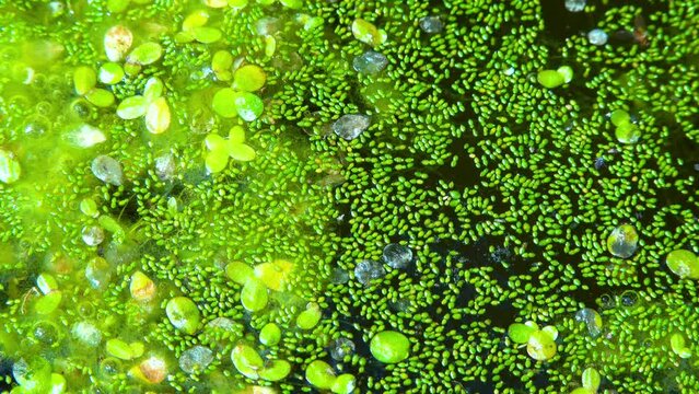 Spotless watermeal, rootless duckweed (Wolffia arrhiza) and duckweed (Lemna turionifera) in a stagnant freshwater pond
