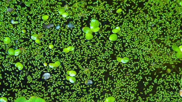 Spotless watermeal, rootless duckweed (Wolffia arrhiza) and duckweed (Lemna turionifera) in a stagnant freshwater pond