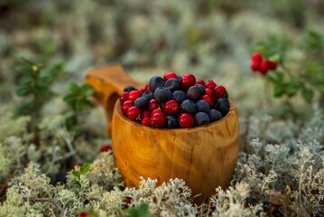Fresh blueberries and lingonberries in a wooden cup on moss in the forest