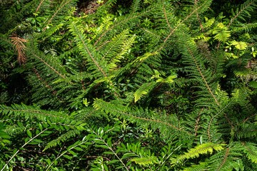 Hedge Fern (Polystichum setiferum) ‘Mossy Mama’