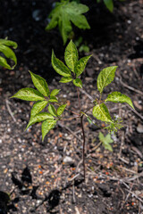 Leaves of Japanese Ginseng (Panax japonicus)