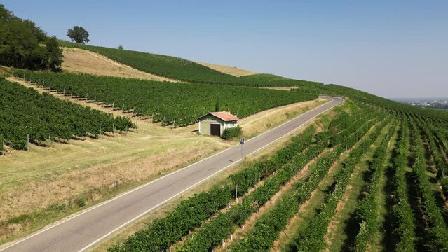 Europe, Italy, Broni - more and more pilgrims walk the roads of the Lombardy countryside from Pavia to Pontremoli in Tuscany through the Via Francigena  Abati - walking route through vineyard 