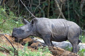 Naklejka premium Breitmaulnashorn Baby