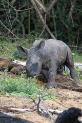 Obraz premium Breitmaulnashorn Baby