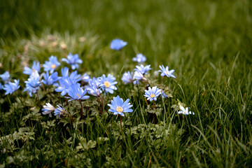 tender blue flowers background