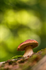 Steinpilz im grünen Rotbuchenwald
