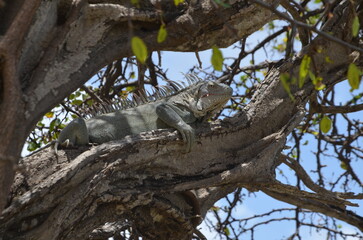 closeup of an iguana in a tree at Bonaire island